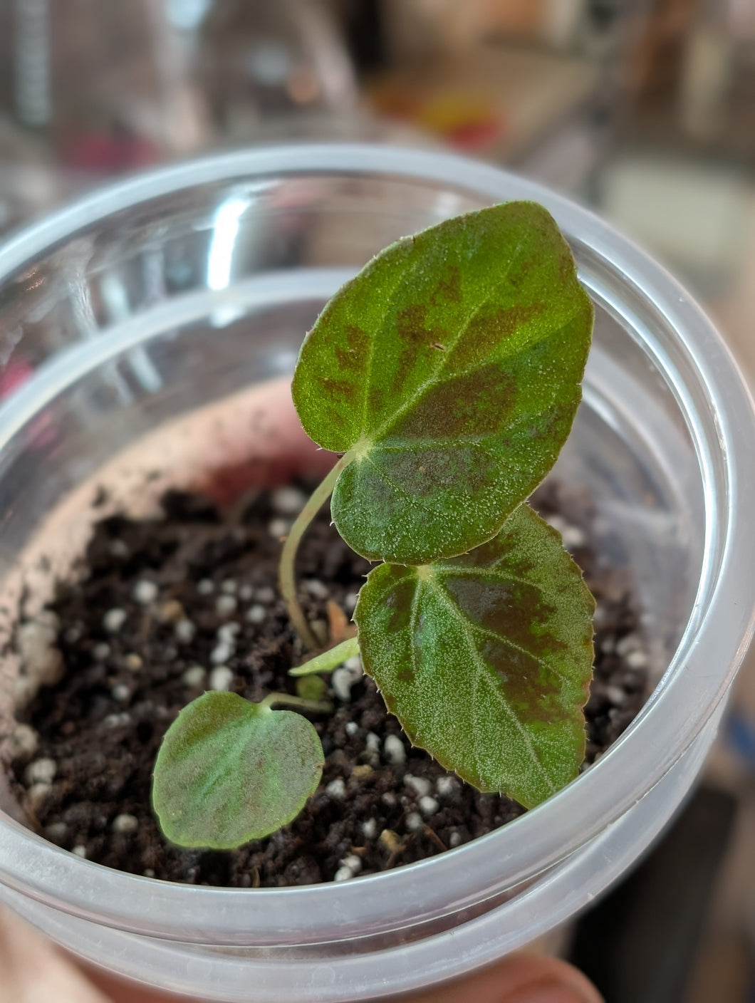 Begonia burkillii silver edge