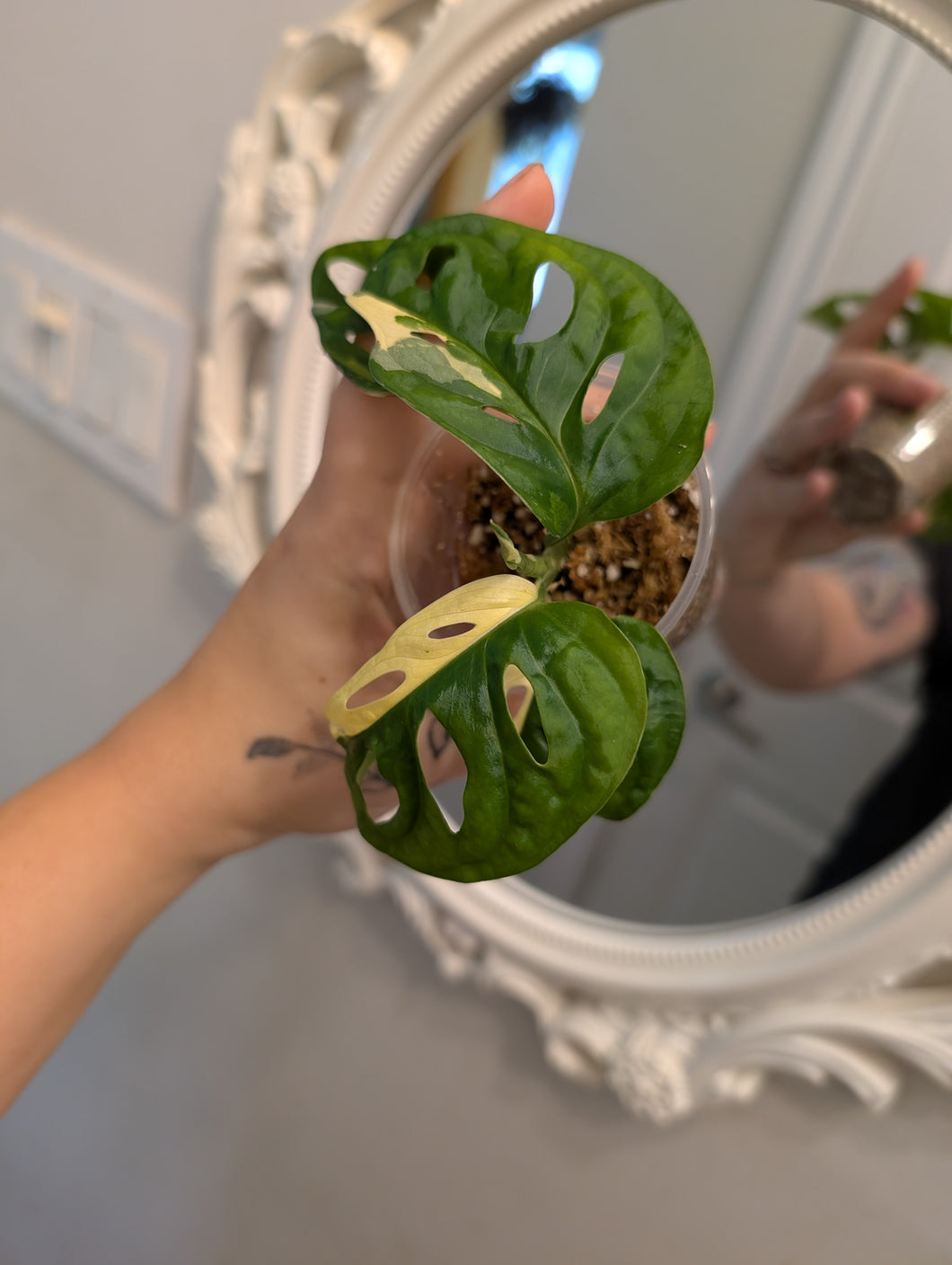 Monstera adansonii albo