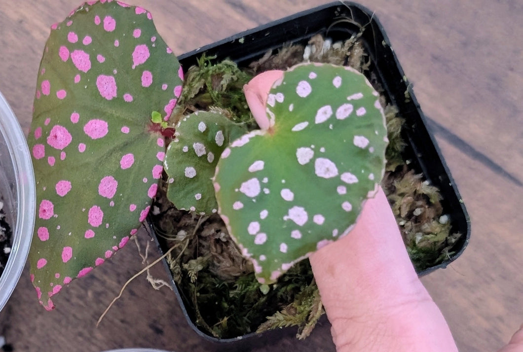 Begonia Maura wahua