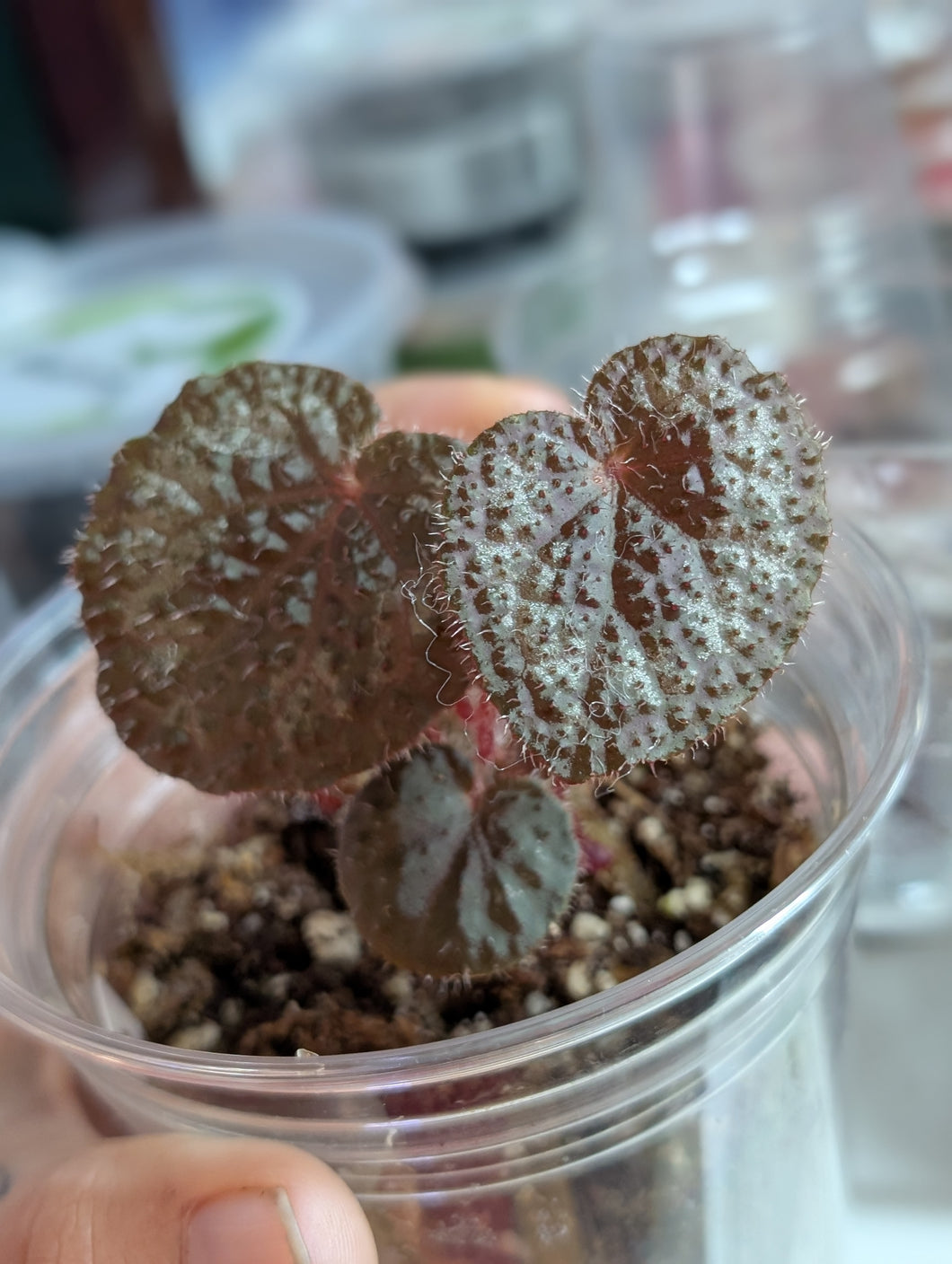 Begonia masoniana