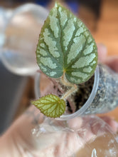 Load image into Gallery viewer, Begonia u400 prop
