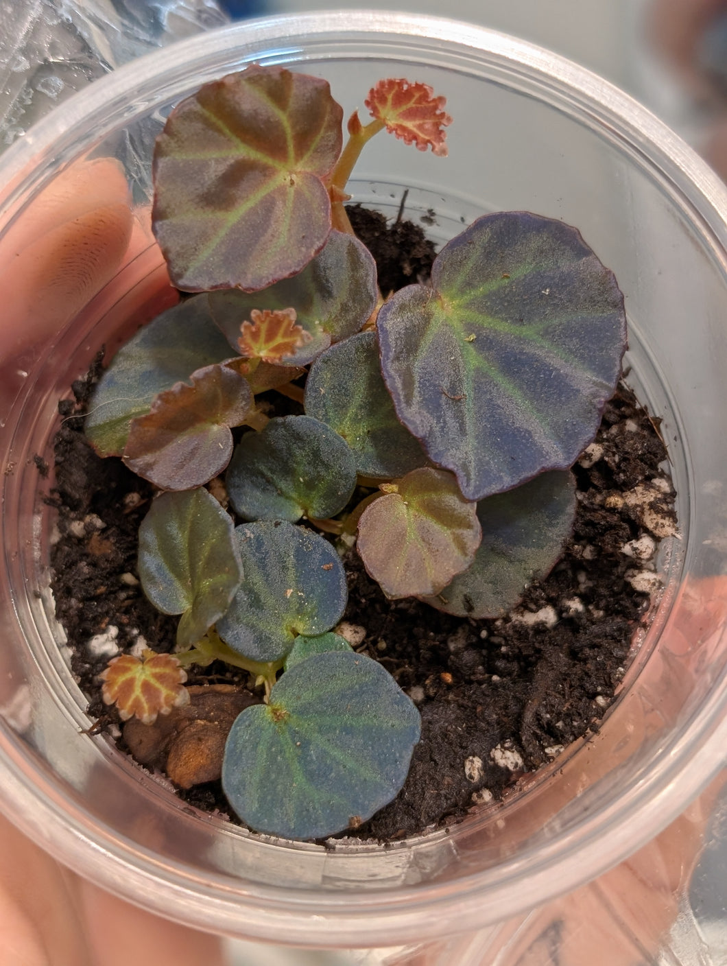 Begonia sarawak