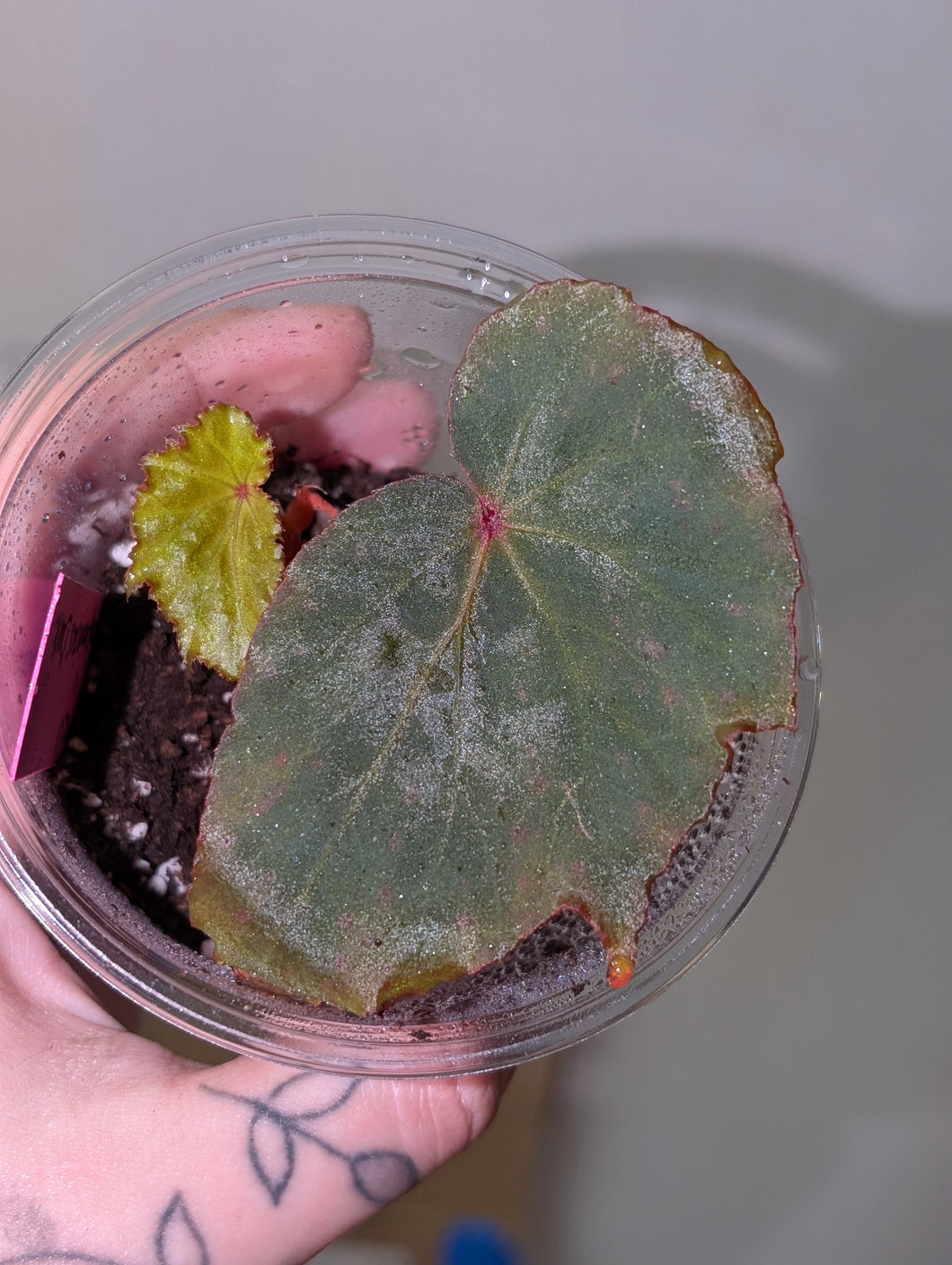 Begonia pavonina x amphioxus dark