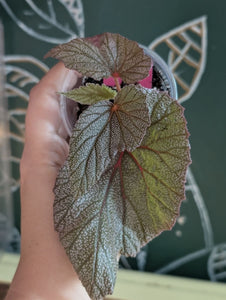 Begonia Sinbad