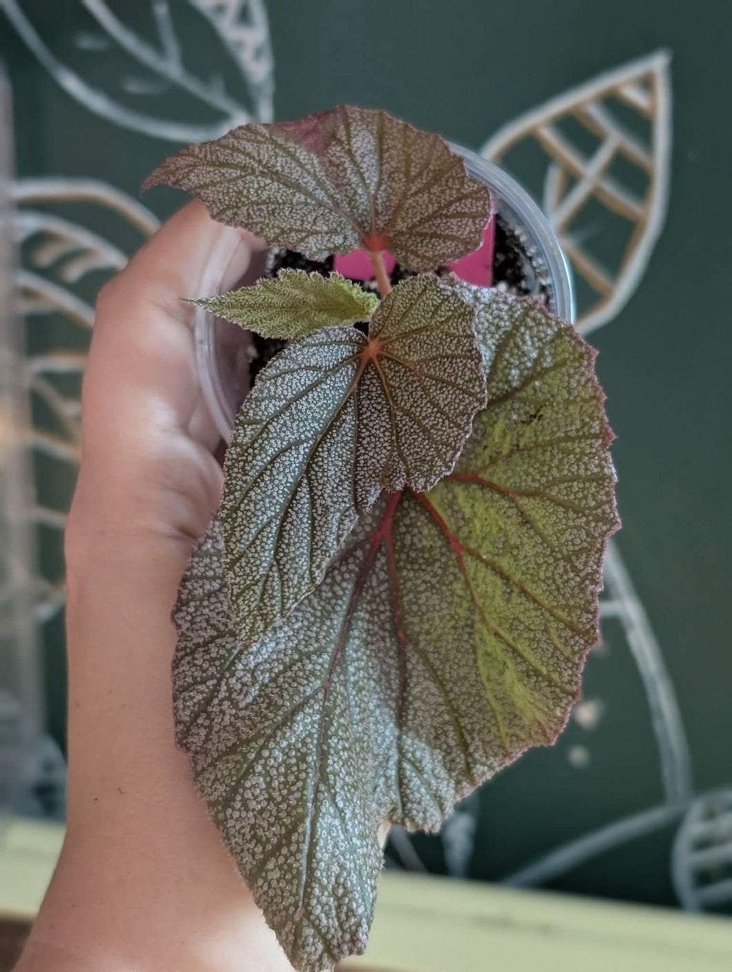Begonia Sinbad