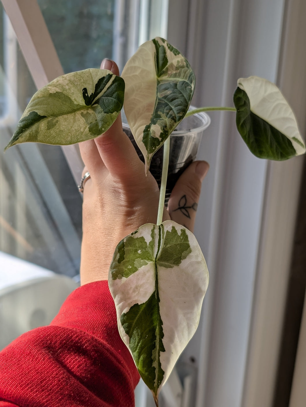 Alocasia maharani variegated