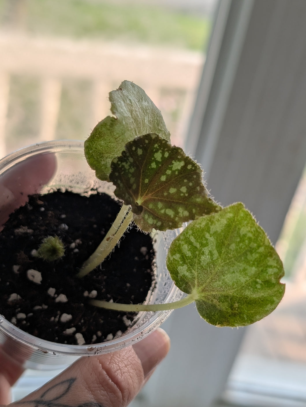 Begonia Nigritarum