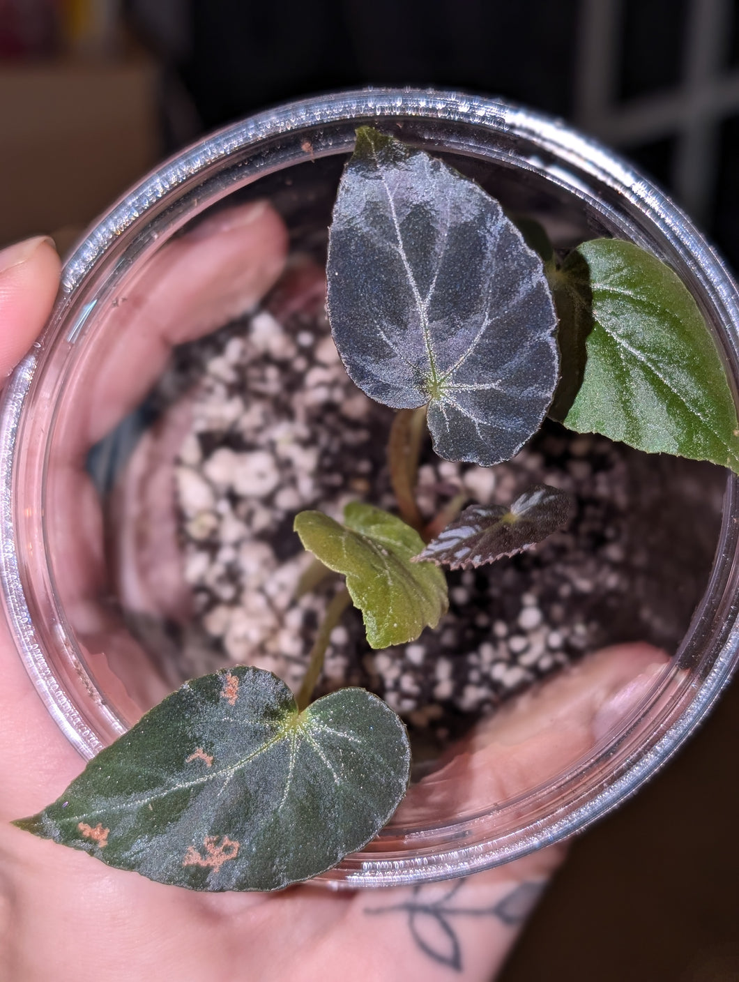 Begonia burkillii dark