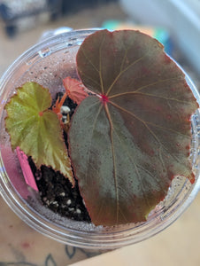 Begonia pavonina x amphioxus dark