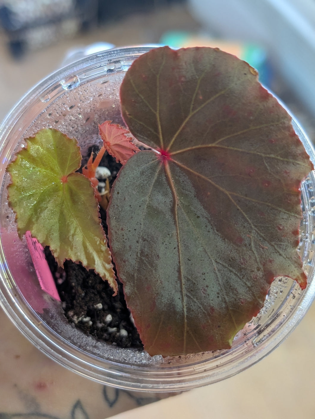 Begonia pavonina x amphioxus dark