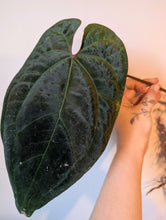 Load image into Gallery viewer, Tezula Aos dark form bottom cut
2 growth points
Lots of roots
