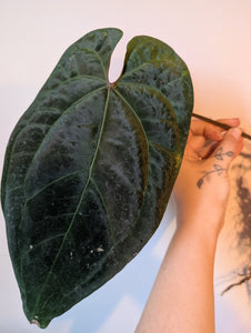Tezula Aos dark form bottom cut
2 growth points
Lots of roots
