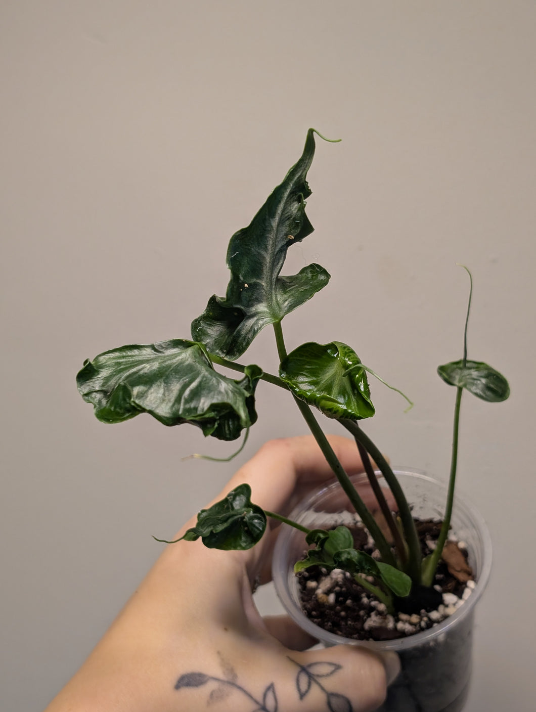 Alocasia teletubbie