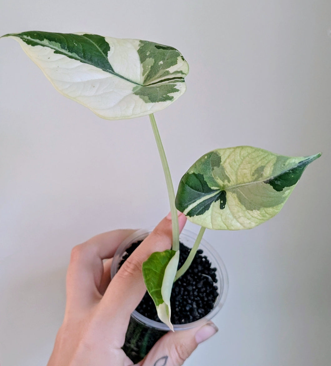 Alocasia maharani variegated