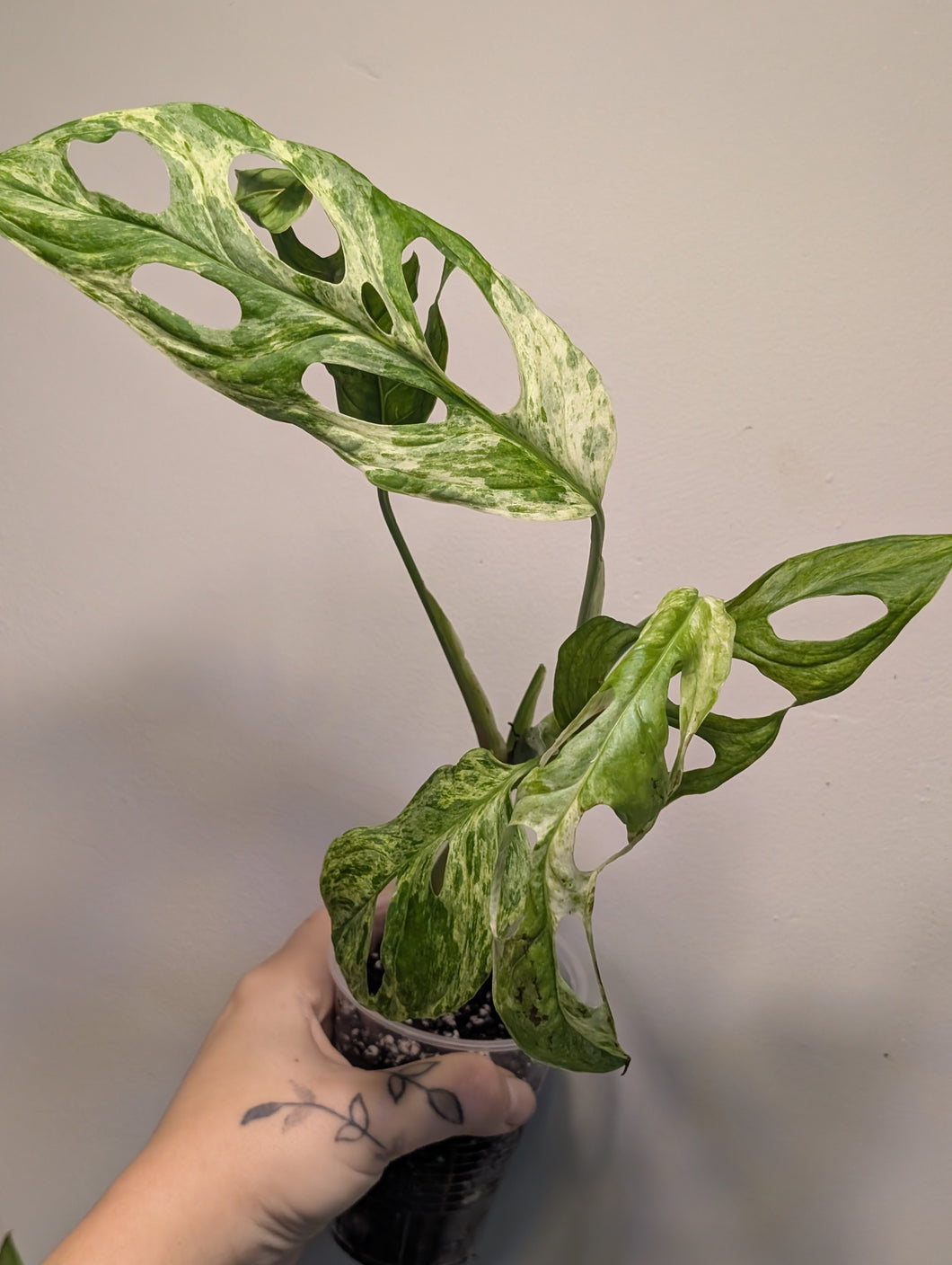 Monstera adansonii Indo mint