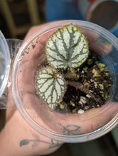 Load image into Gallery viewer, Begonia u400 prop
