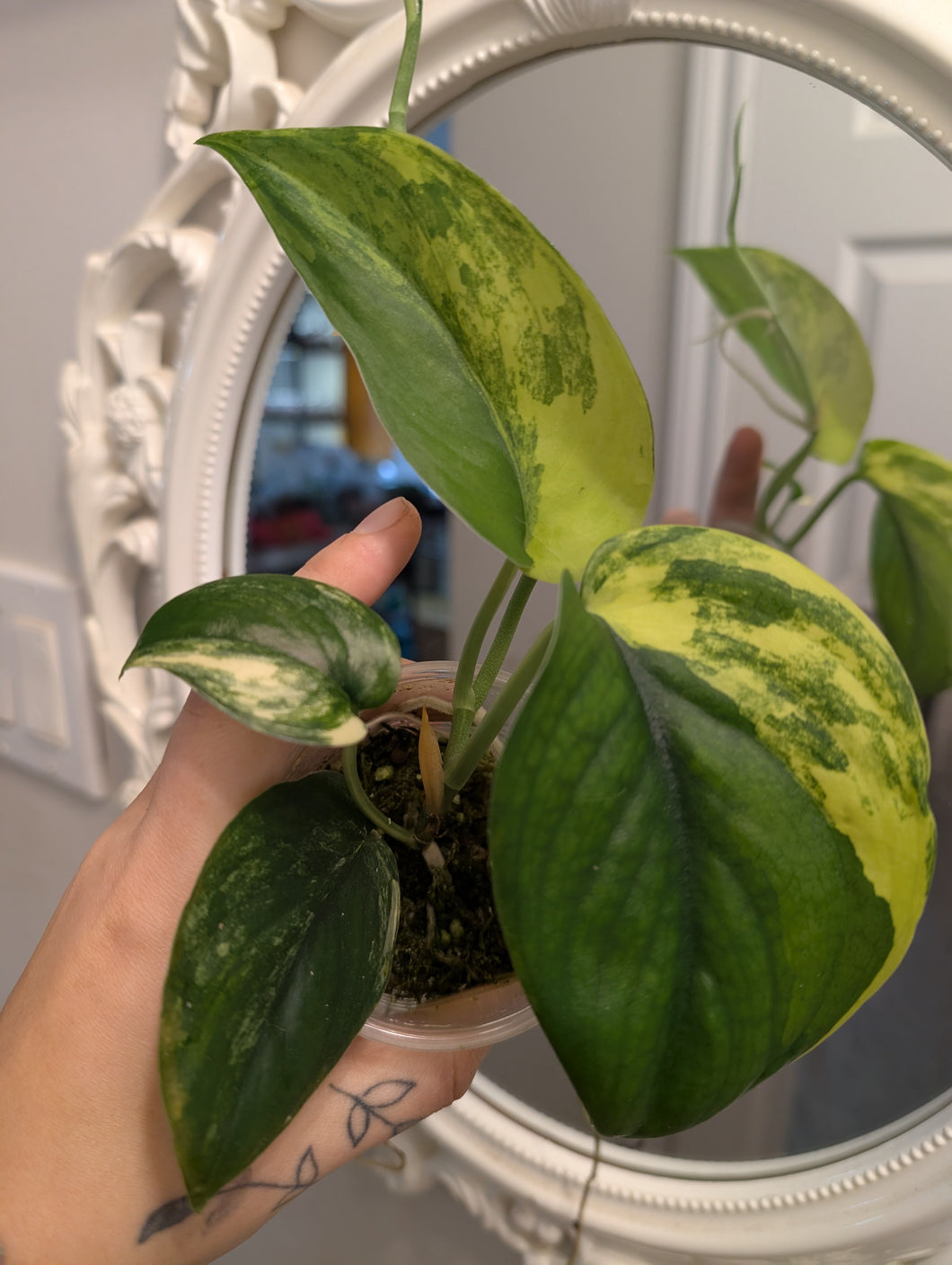 Scindapsus jade satin variegated
