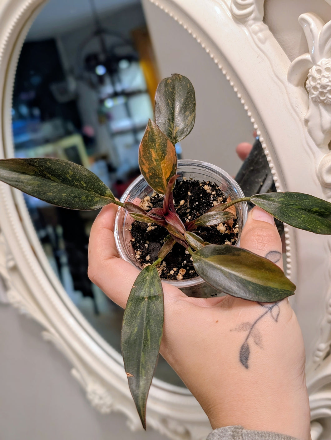 Orange princess variegated