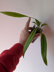 Anthurium Variegated vittafolium B