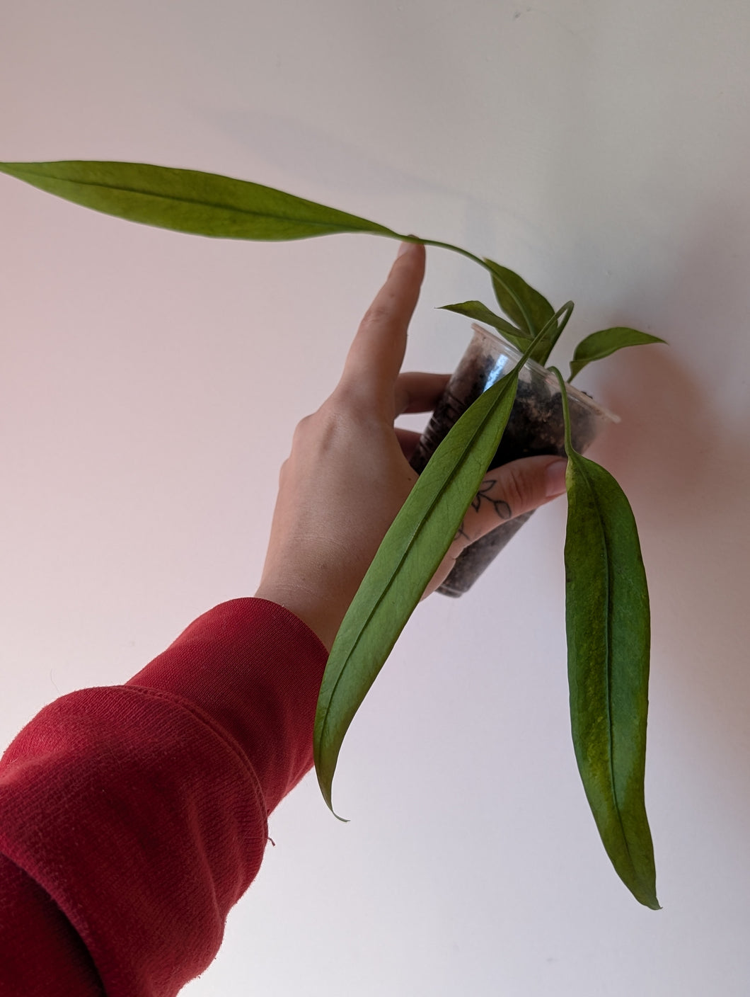 Anthurium Variegated vittafolium B