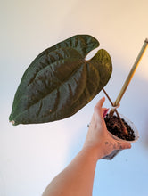 Load image into Gallery viewer, Tezula Aos dark form bottom cut
2 growth points
Lots of roots
