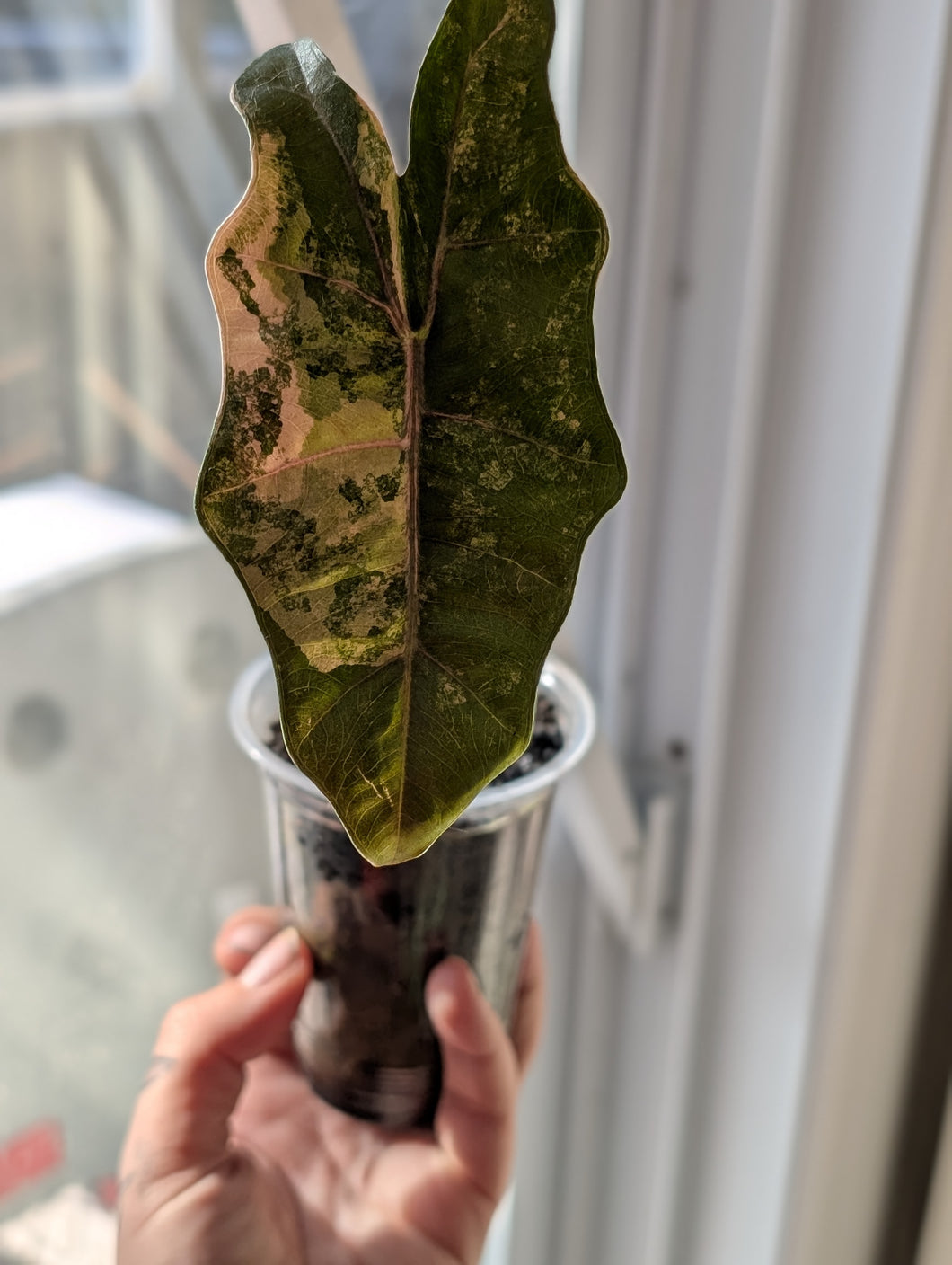 Alocasia sanderiana pseudo aurea
