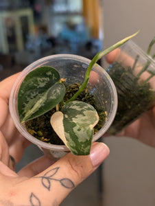 Scindapsus mayari