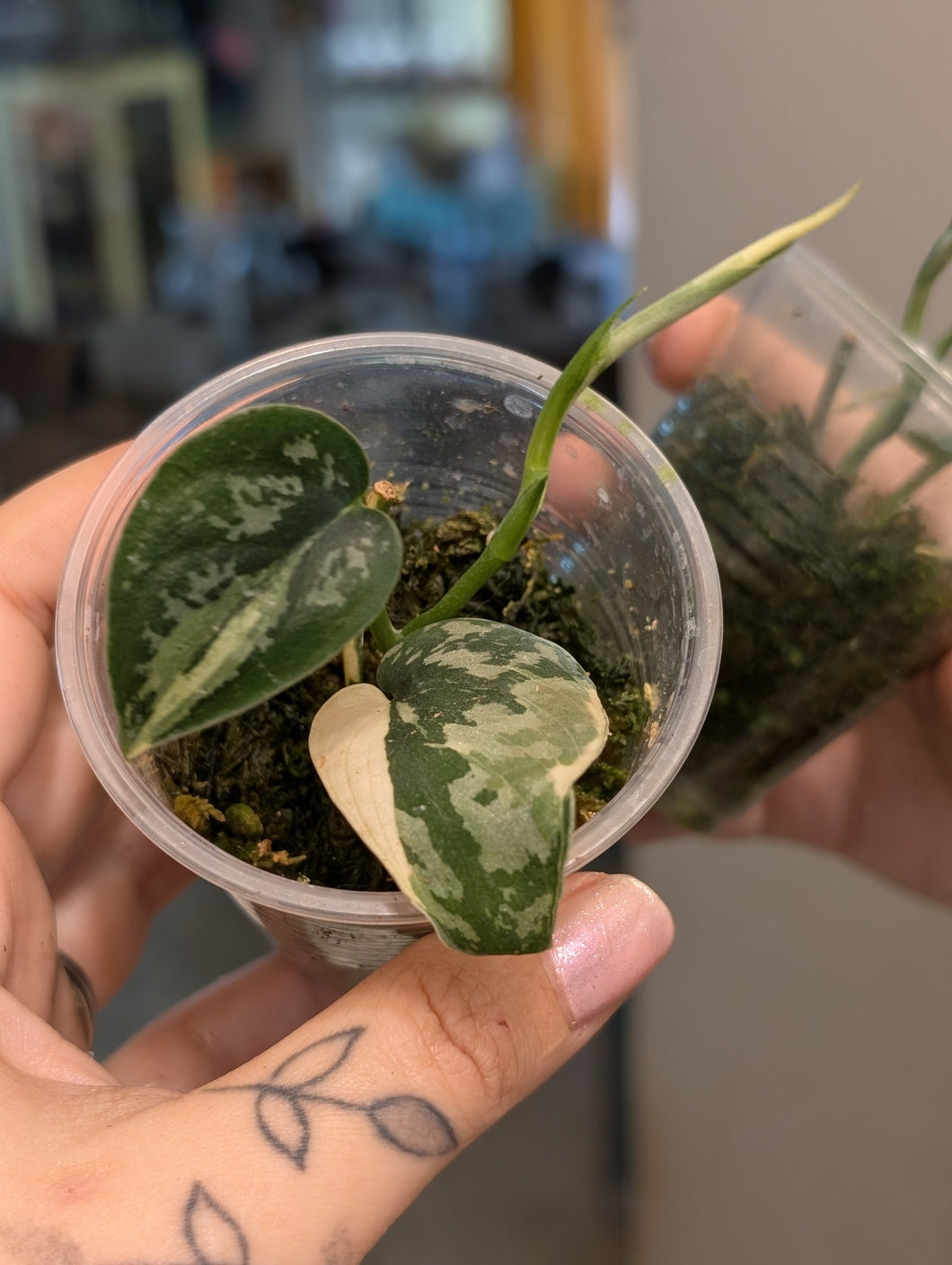Scindapsus mayari