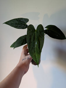 Anthurium pap ra5 x fsxrl
