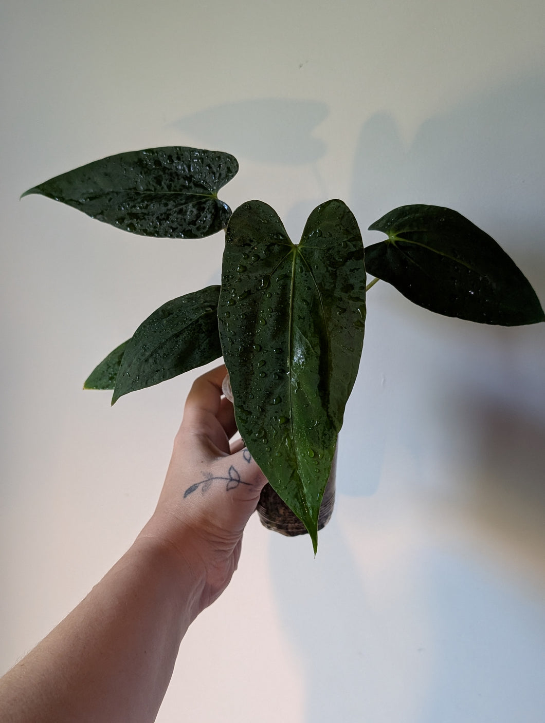 Anthurium pap ra5 x fsxrl