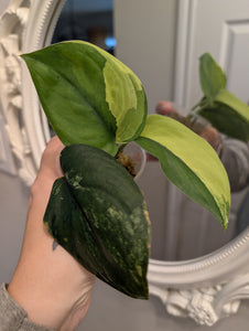 Scindapsus jade satin variegated b