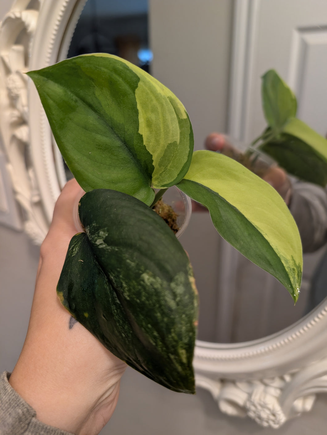 Scindapsus jade satin variegated b