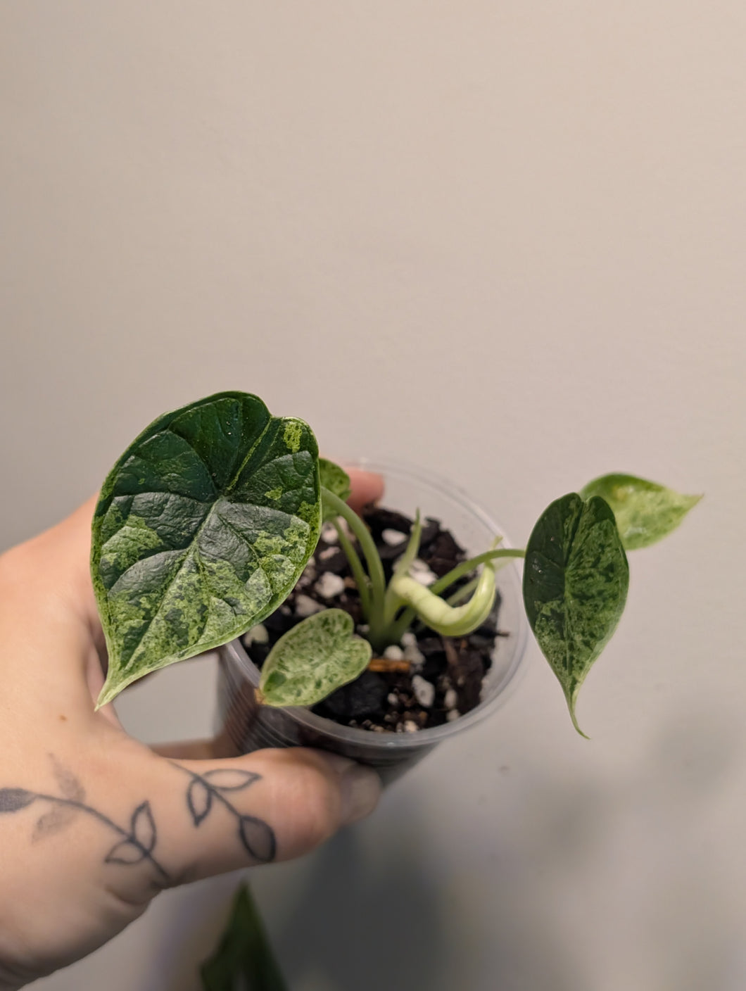 Alocasia dragon scale mint