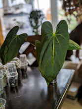 Load image into Gallery viewer, Anthurium FS x blue pap
