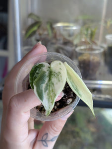 Scindapsus mayari