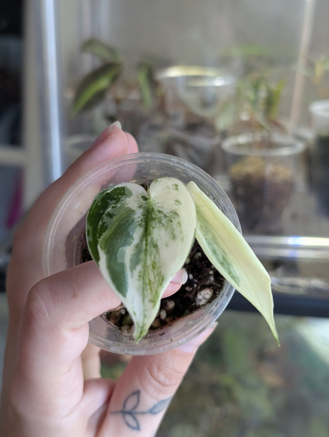 Scindapsus mayari