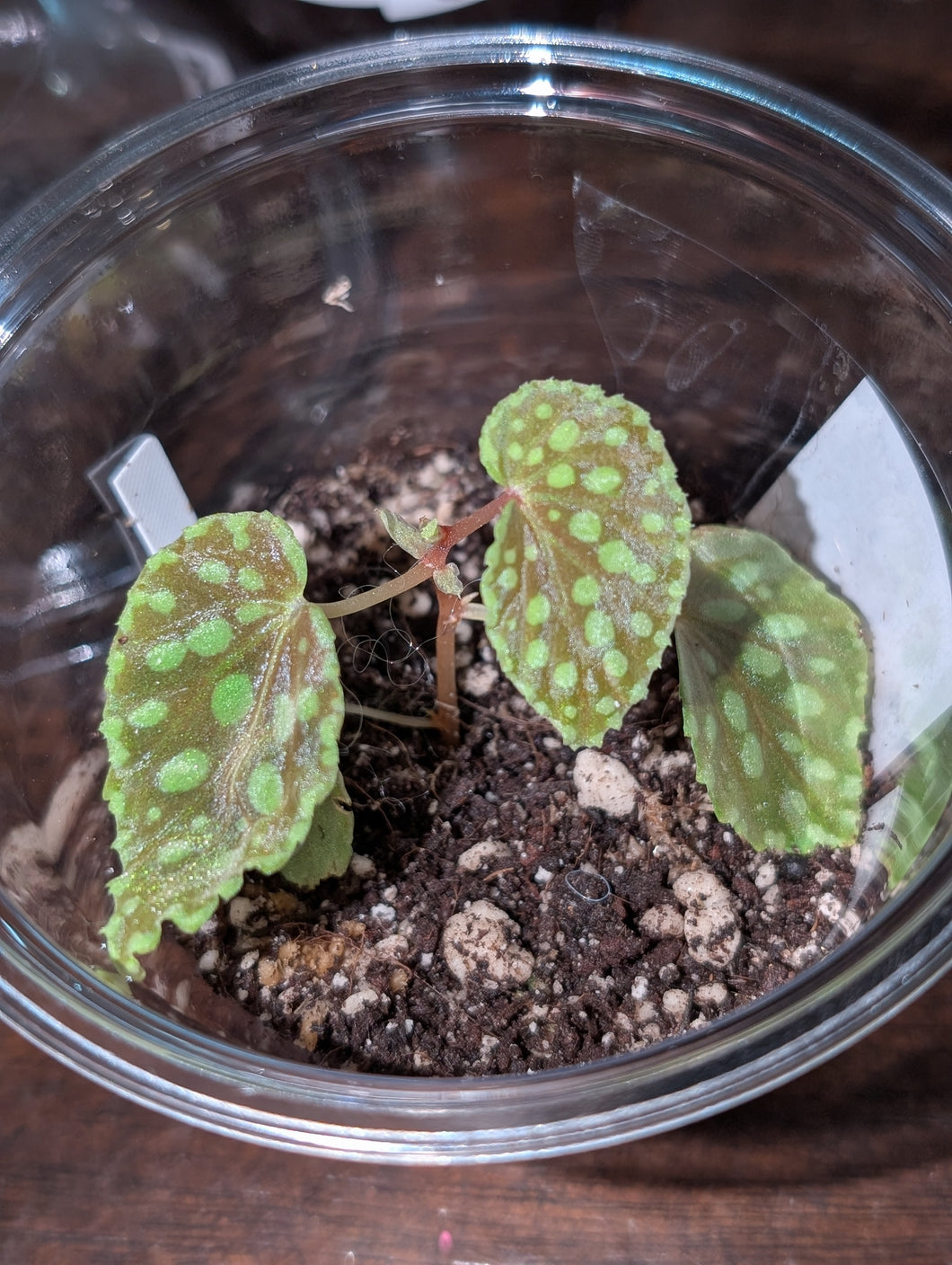 Begonia chlorosticta red