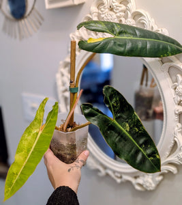 billietiae variegated
