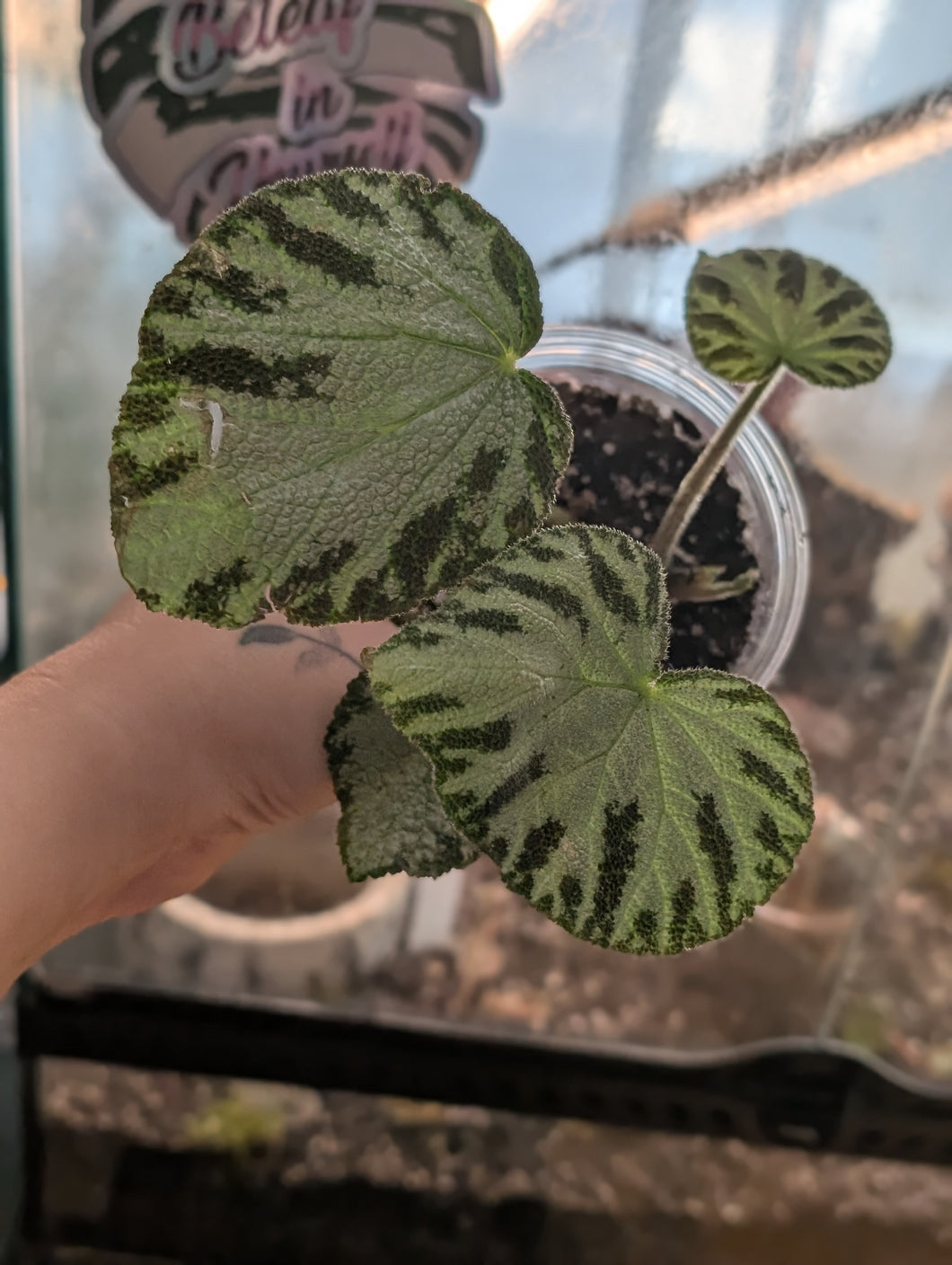 Begonia silver jewel