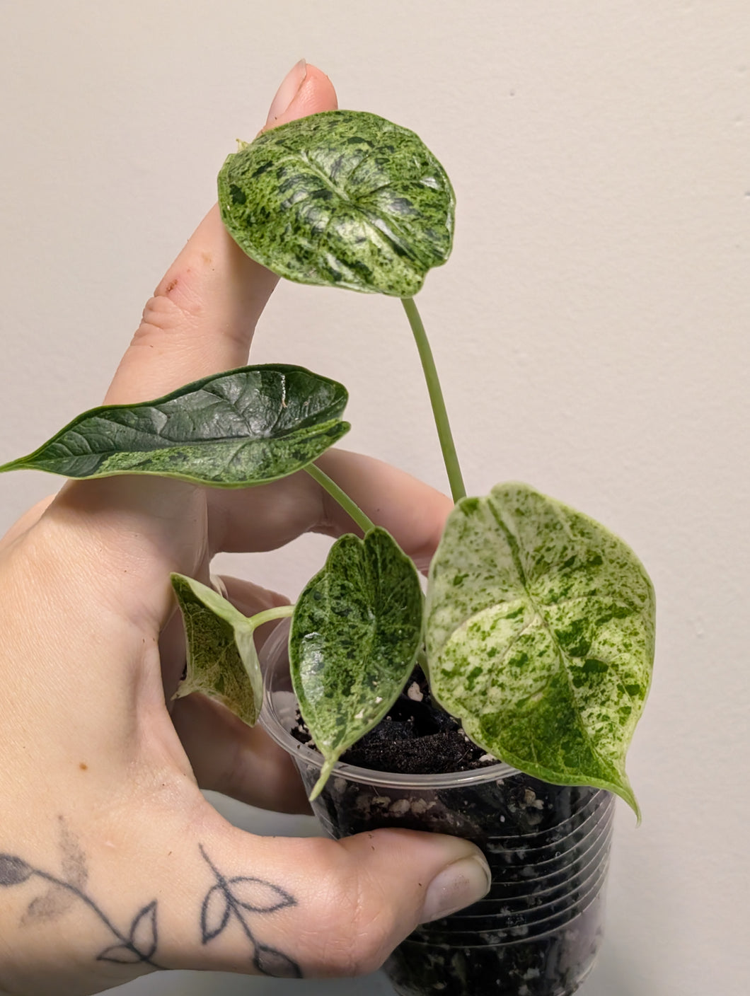 Alocasia dragon scale mint