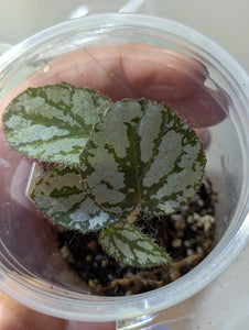 Begonia u400