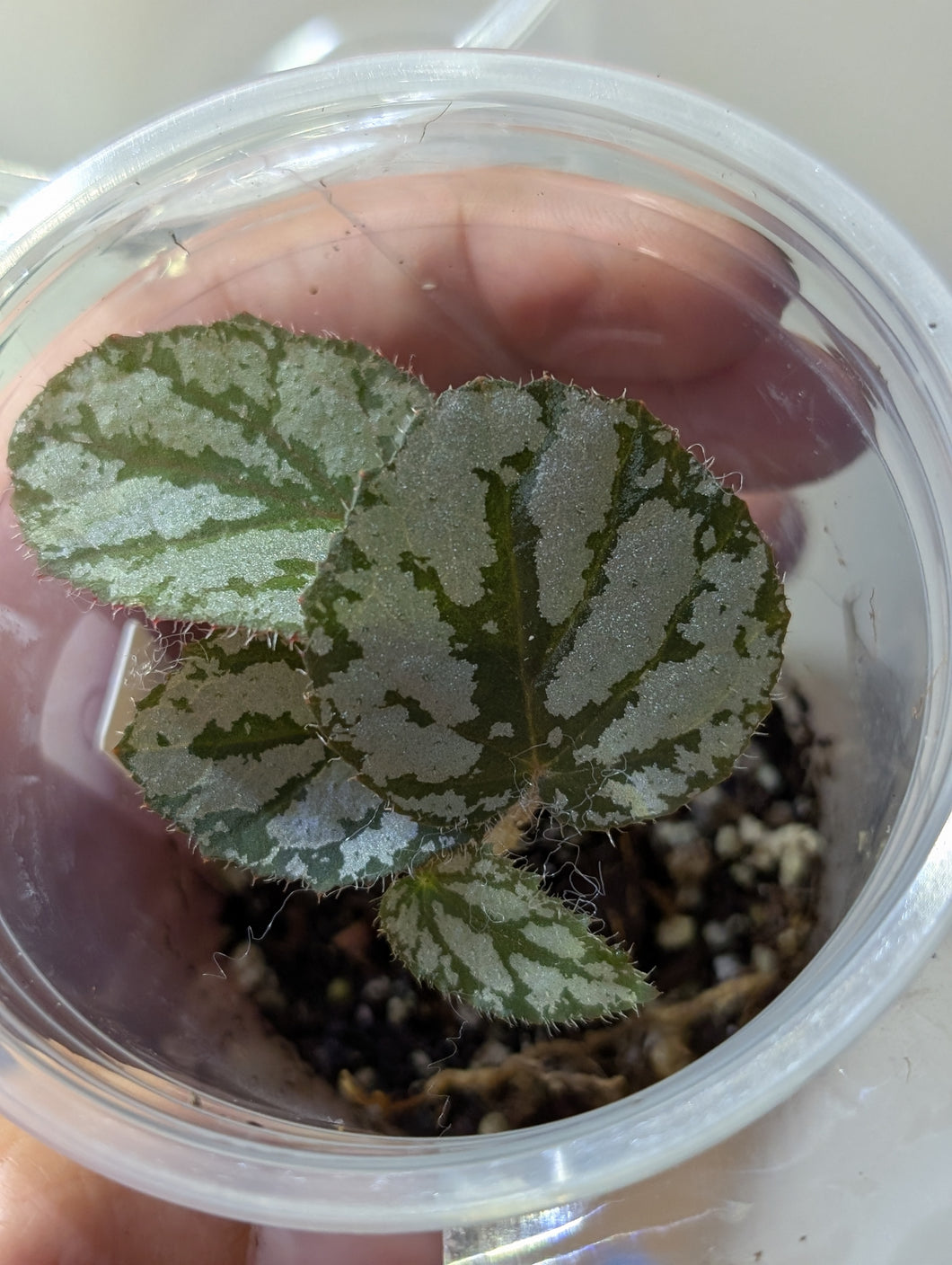 Begonia u400