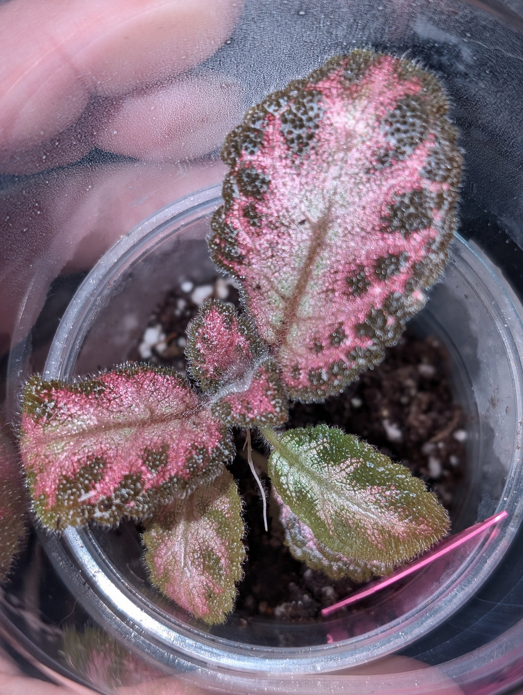 Episcia pink acajou