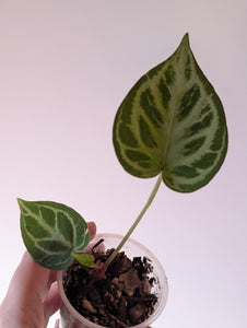 Anthurium Kos x kosxrc