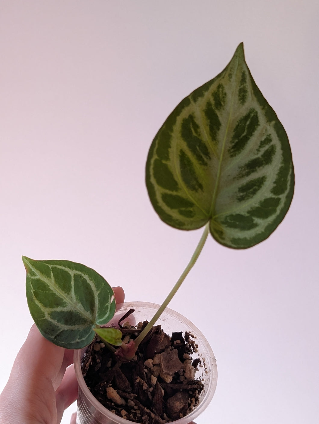 Anthurium Kos x kosxrc