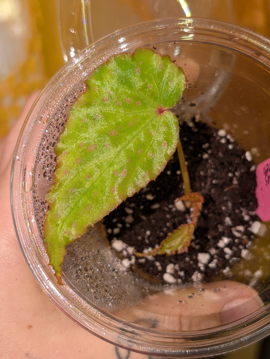 Begonia pavonina x amphioxus green