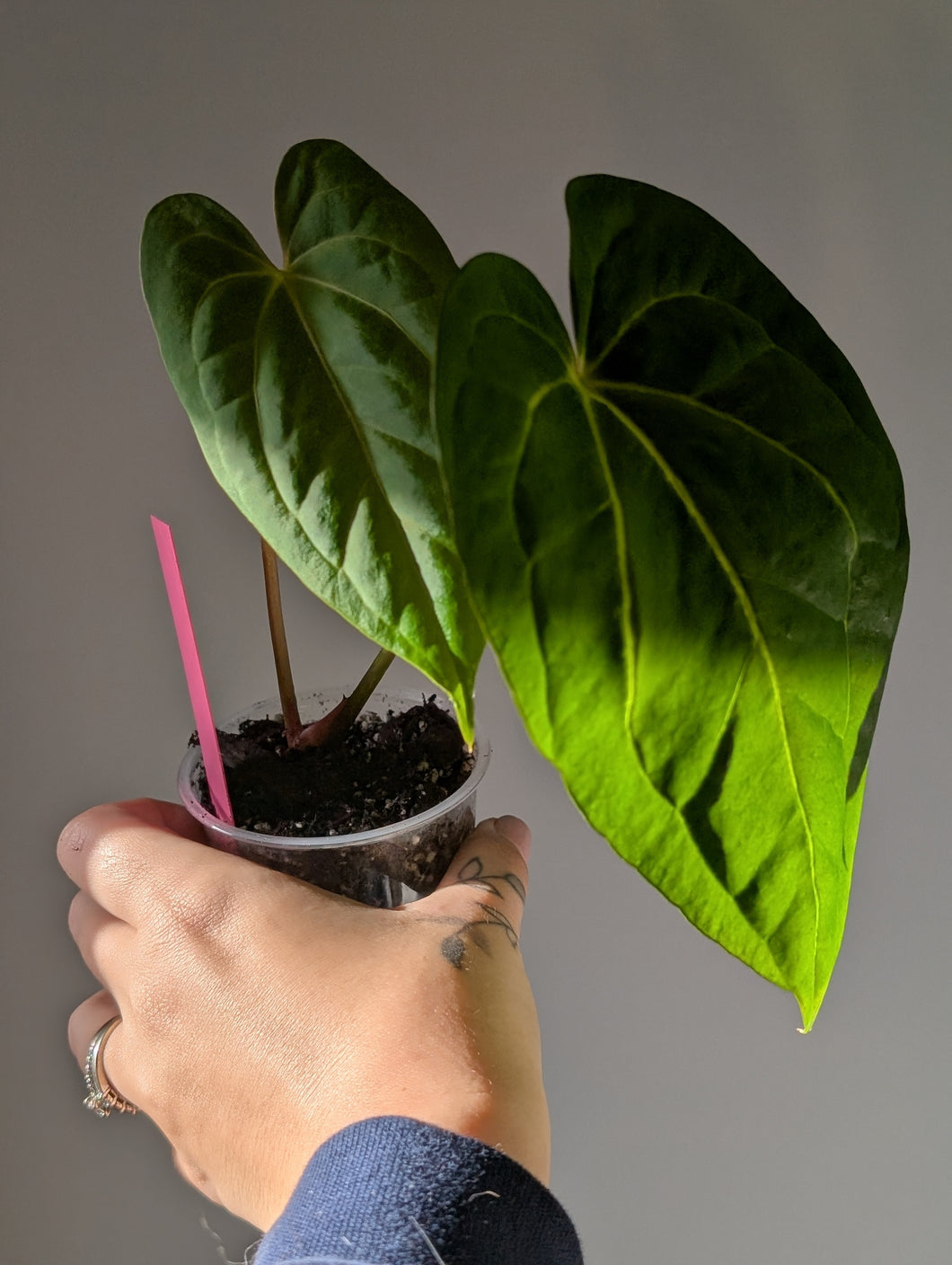 Anthurium FS x forgettii