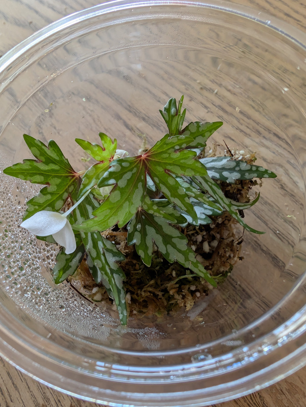 Begonia dregei
