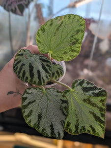 Begonia silver jewel
