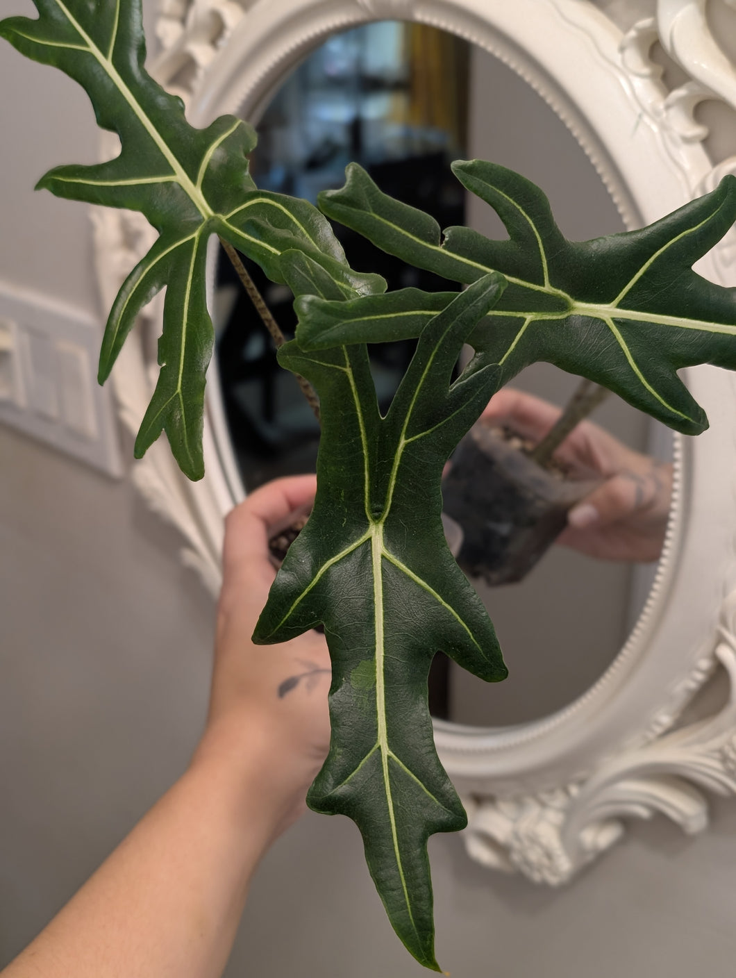 Alocasia portei low var